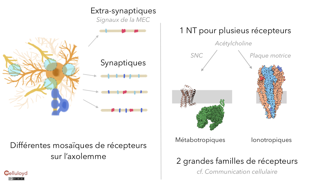 Celluloyd — Récepteurs des neurotransmetteurs