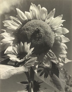 24kblk: consuelo kanaga. sunflower + francés with a flower. toned gelatin silver photo. 1930s.  
