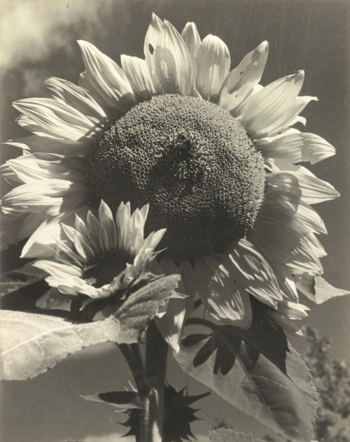 24kblk: consuelo kanaga. sunflower + francés porn pictures