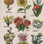 herbal-mlm