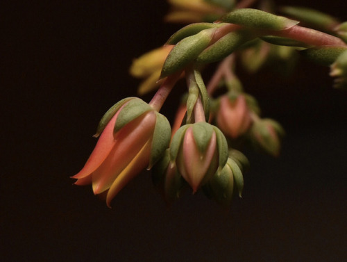 los-plantalones:This gal has been sending out flowers since December and shows no signs of stopping