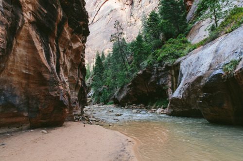 travishallmark:  The NarrowsZion National Park, Utah