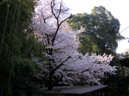 Cherry maniac love 何が何でも 京都府八幡市 石清八幡宮 by （^^）Teraon on Flickr.