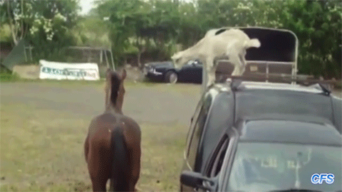onlylolgifs:Goats riding horses