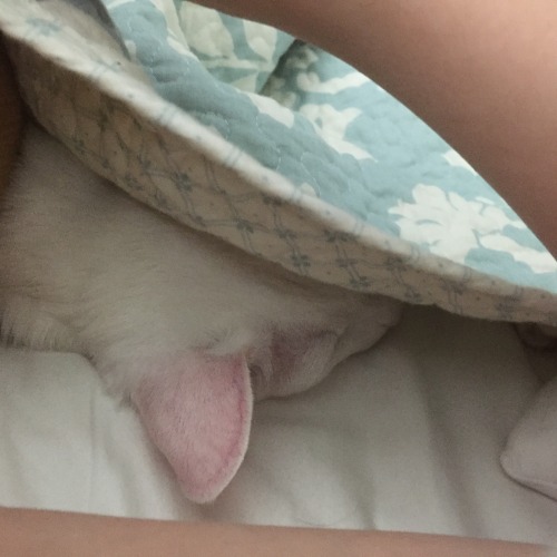 pangur-and-grim:woke up at 2am &amp; found a tiny cat beside me