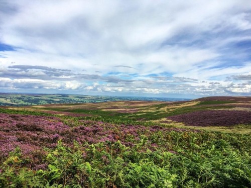 From yesterday’s walk around Ilkley Moor. It is a Site of Special Scientific Interest, particu