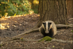 house-of-gnar:  Badger, Forest of Dean by