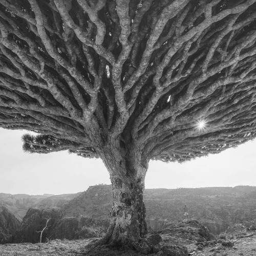 oneinchlunch:  dragon blood tree - yemen