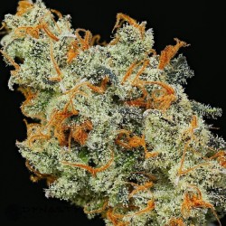 letssmokeloud:  Always dank weedporn by macromob420! Visit LetsSmokeLoud.com for dank weed pics!