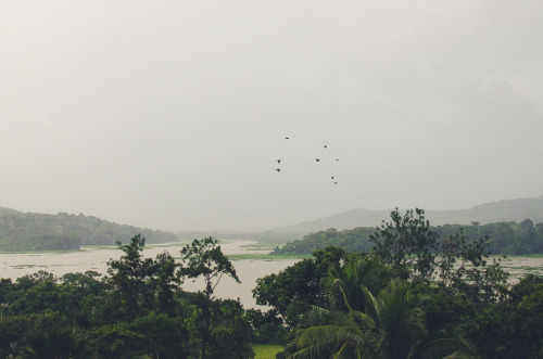 ethicsofnature:view over the jungle by - m i l i e d e l -