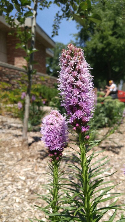 Liatris spicata is in the sunflower family Asteraceae. Commonly known as dense blazing star, it is n