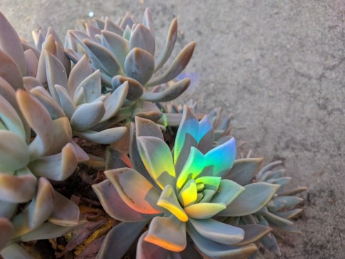 whistletown:A rainbow in my garden cast a beautiful light on my succulents! There’s no filte