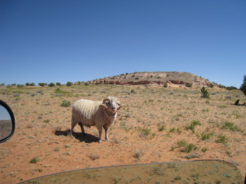 deanschlichting:Ram, Navajo Nation, USA