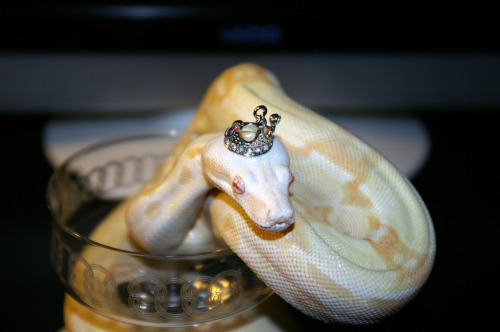 cake-the-snake:  I AM QUEEN. 