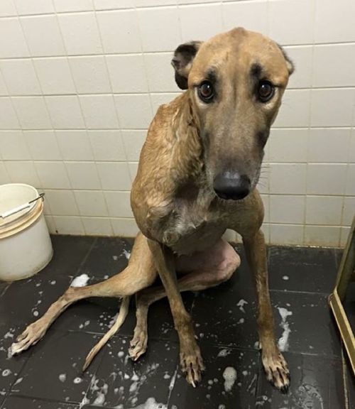 Not everyone enjoys bath time&hellip; But it means he&rsquo;s going home! That&rsquo;s r