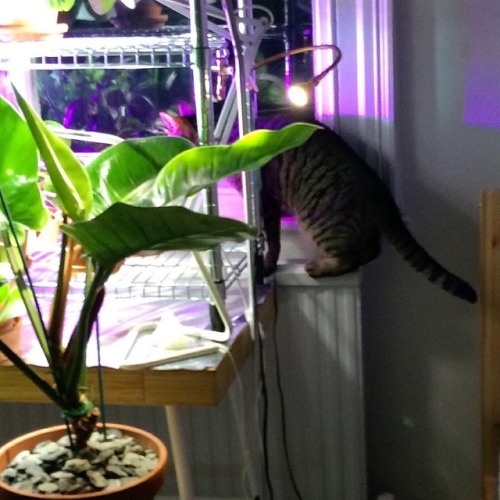 enfant&ndash;terrible: a small tigress explores the jungle www.instagram.com/p/Bq7Kp8VAW
