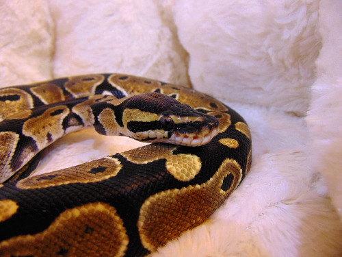 livelyspaghetti:  Tofu’s rather fond of curling up on my desk, so I bought him this kitten bed a while back–it has a squishy bit inside you can heat up in the microwave so he stays nice and toasty. Some days I can’t believe how adorable this snake