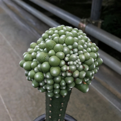 matsudakouta:
“松露玉 #cactus #サボテン #succulent
”