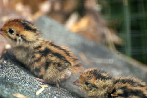 otterthemermaid:Baby quail. Bumblebee birds :)