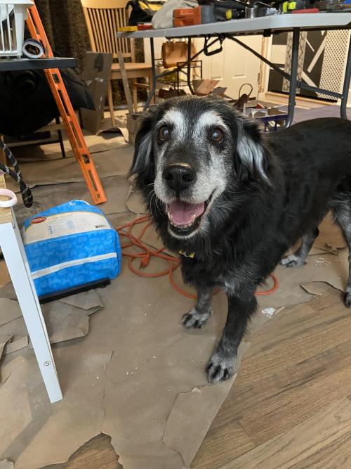 13 years old and still smilingeven thru our house remodel!