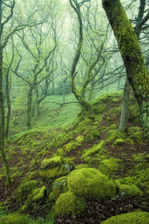 cuiledhwen:Arboreal by Capturing-the-Light