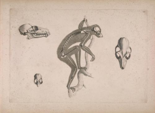 nevver:  Comparative osteology, Edouard Joseph d’Alton