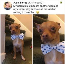 caucasianscriptures:Doggo