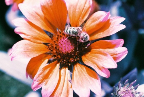 lomographyjp:  Awesome Albums: 『Still To Come』by andyresag LomoChrome Purpleフィルムが作り出す、キャンディーカラーの蝶々や花々が美しい、不思議な世界へ足を踏み入れてみましょう。 記事はこちら 