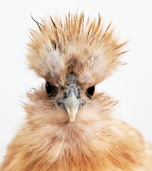 &ldquo;Portrait of a Muppet in Repose.&rdquo; #zerowastehomestead #homesteading #chickensofinstagram