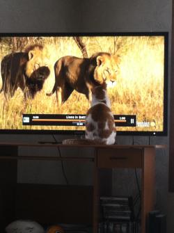 death-by-lulz:  My brother’s cat, Otis. He sat like this for 15 minutes, totally transfixed. Every time they would roar, he meowed back dream big, Otis Those are your people Otis. Don’t let anyone tell you different. Featured on a 1000Notes.com blog