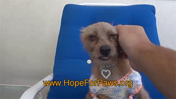 sizvideos:  Rescuing a terrified abandoned dog - Video - Follow us