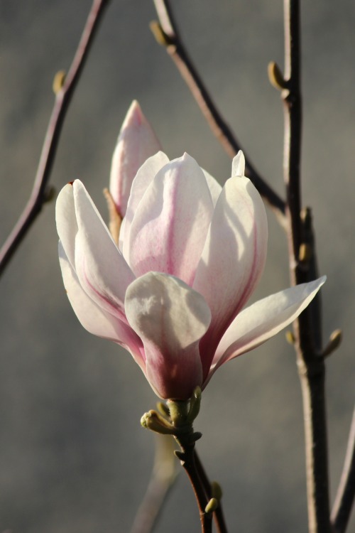 boschintegral-photo:Magnolia