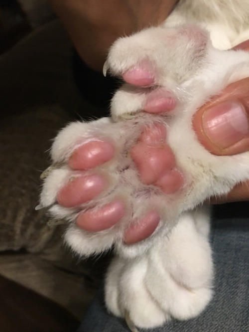 chemicalvip:Tonight I met a cat with polydactyl Front and Hind paws.