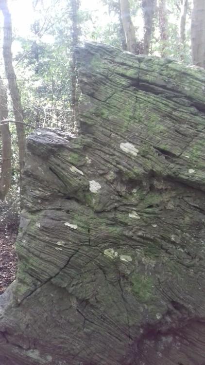 geologyedinburgh:LlanfairPG blueschist in Anglesey, Wales. The folds were wonderful. 