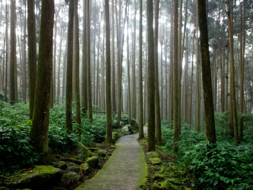 90377: Path in the woods by Joe Collver