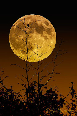 moonipulations:  Beautiful Full Moon - Photography by Rafael Ramos Fenoy http://bit.ly/1Bnv01i  #fullmoon  #moonpho…