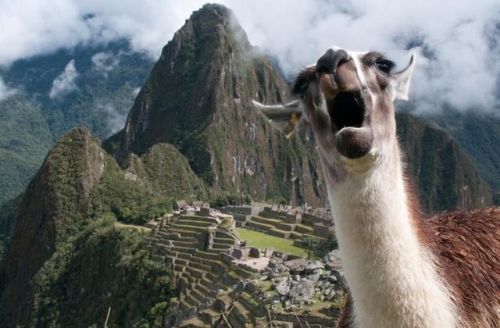 shouldnt:  llama singing  adult photos