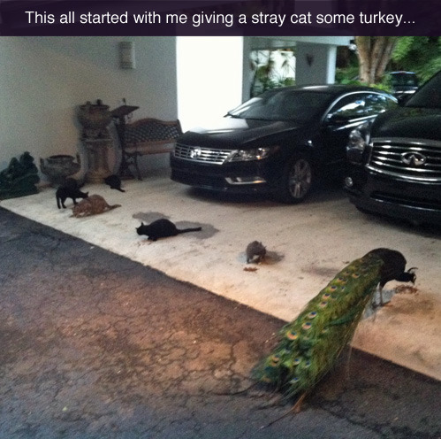 rainbow-foxy:  tastefullyoffensive:  [enjjoi]  tHERES A FUCKING PEACOCK 