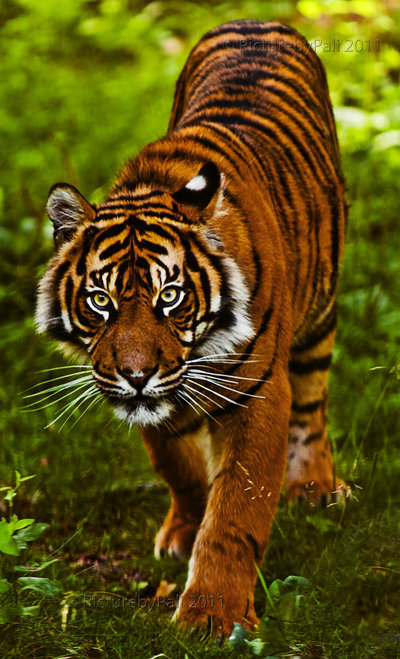 llbwwb:  For the Tiger Lovers:) Young Sumatran Tiger by *PictureByPali.