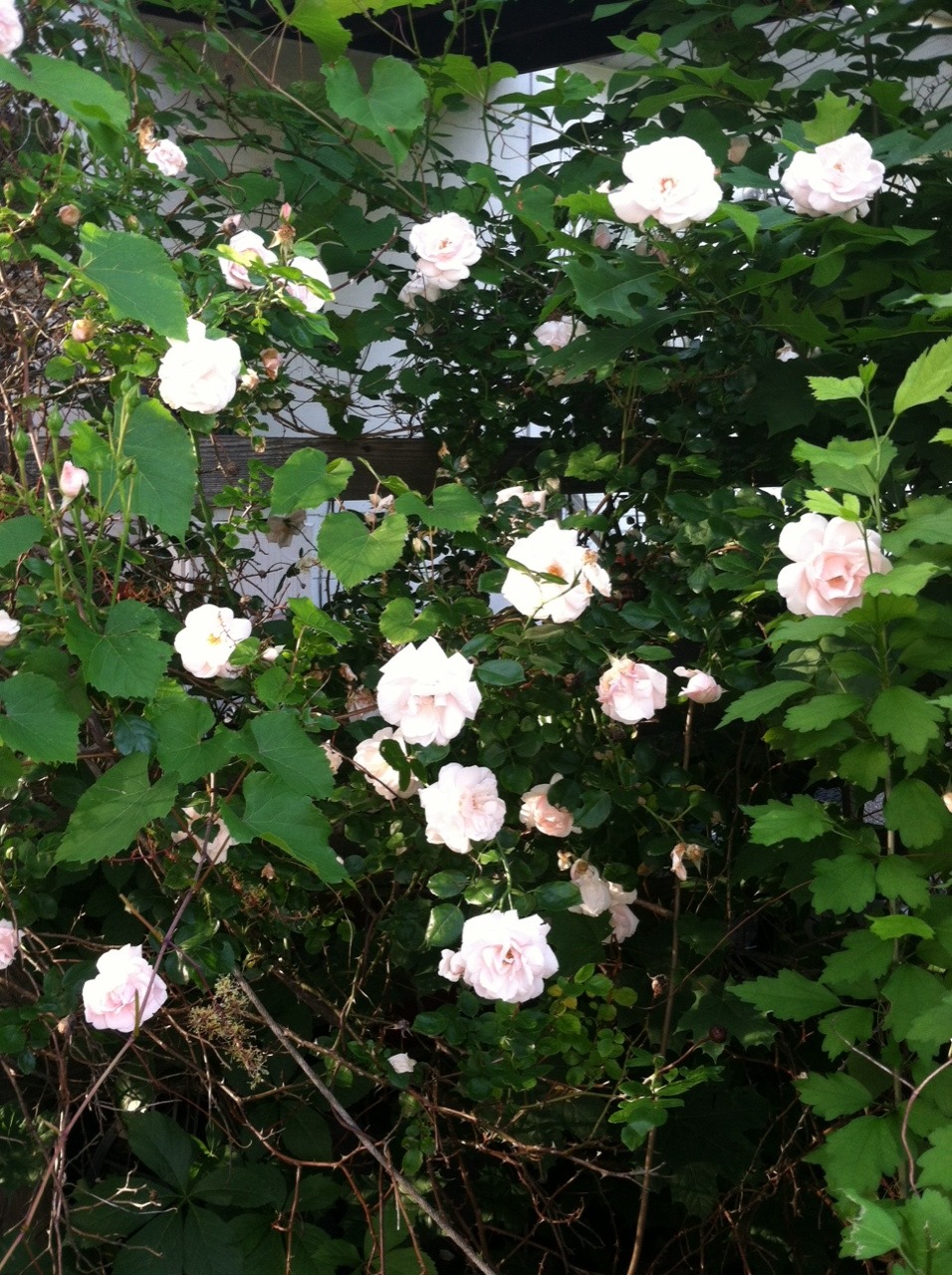 blewm:blewm:  grandma’s roses uwu  im really glad this got notes because my grandmother