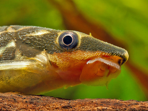 nudatus: Otocinclus are the absolute cutest!