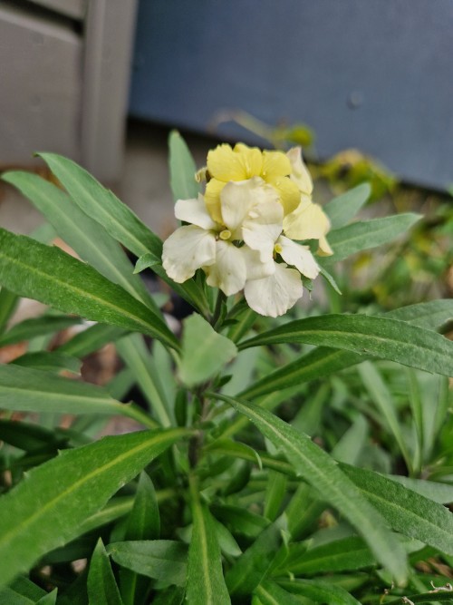 Wallflower Wasn't Really Flowering In The Summer, But It's Back At It Again. I Also Took Cuttings For