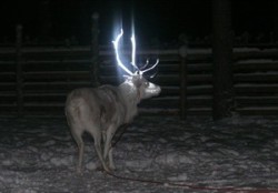 laboratoryequipment:  Fluorescent Dyes Aid ReindeerRudolph the reindeer is having a glittering antler makeover — the latest attempt to halt some of the thousands of road deaths of the roaming caribou in the wilds of Finland.Anne Ollila of the Finnish