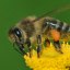 5000-bees-in-a-trenchcoat