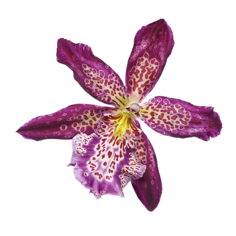 purple flower