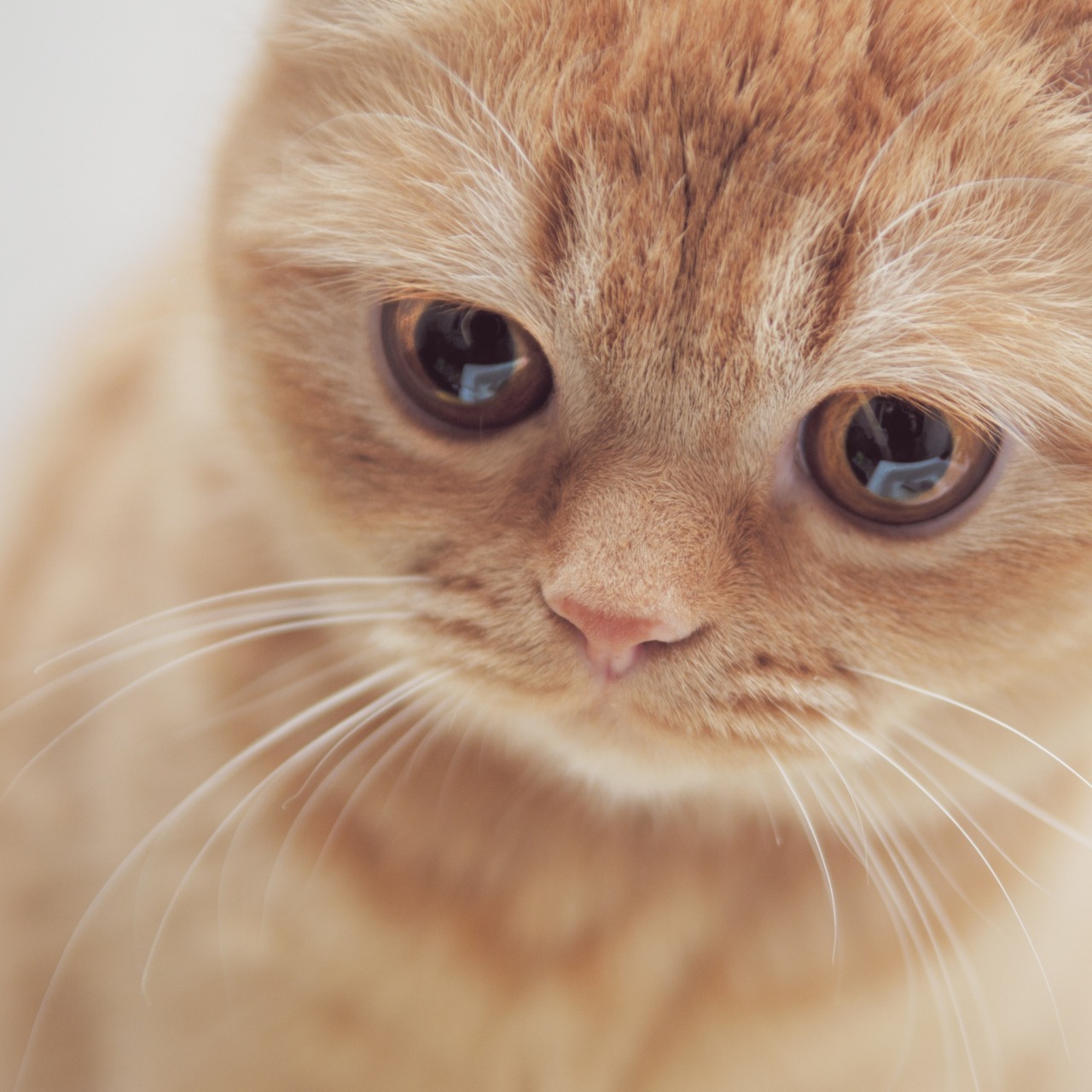 Лицо кисы. Грустный котик. Кот с грустными глазами. Кот с печальными глазами. Котик с карими глазами.