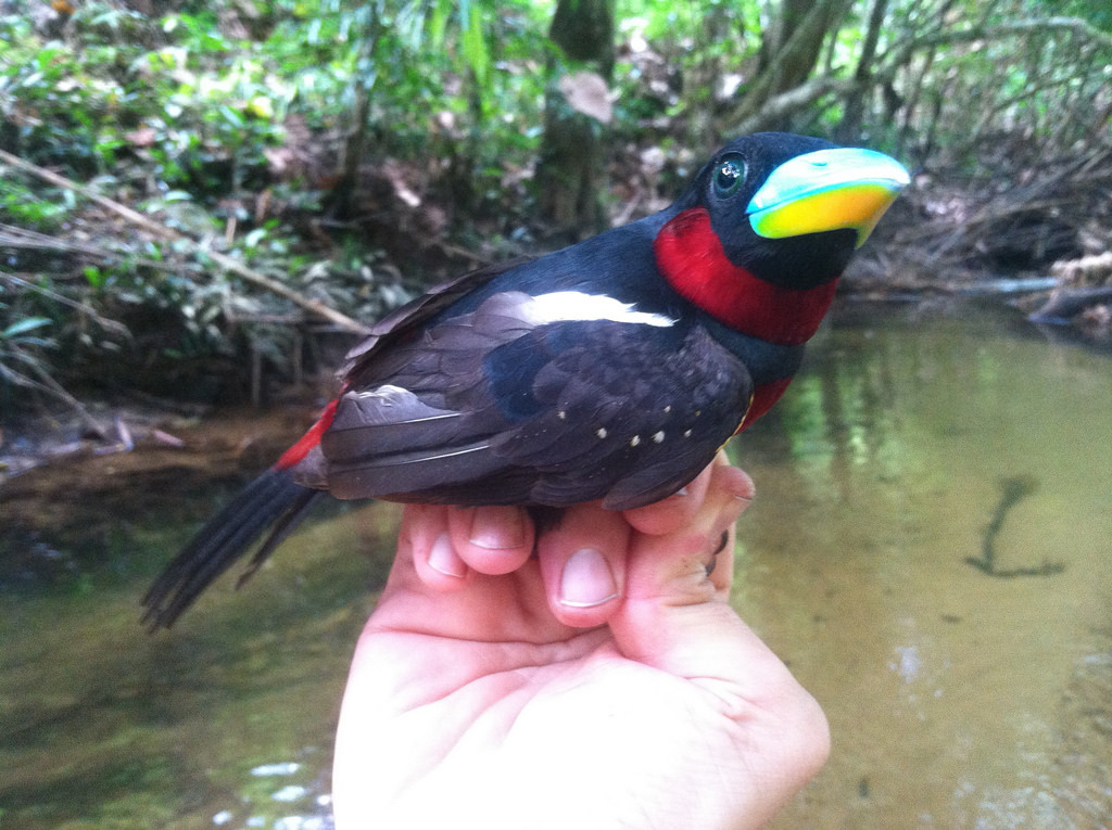fairy-wren:  Black-and-red Broadbill (by Podoces) 
