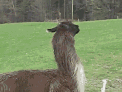gifss-heaveen:  Shut up and check this gif !