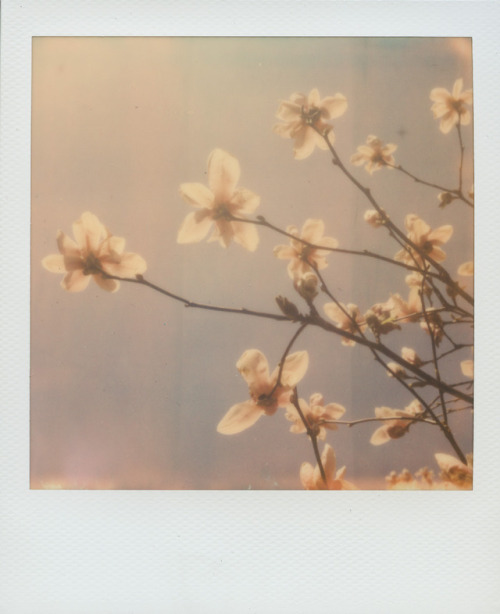 polaroidsandthoughts: Greeting the sky