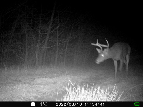 The boys are very proud of their antlers this year—most of them still haven’t shed them!